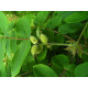 Japaninjalopähkinä (Juglans ailanthifolia)